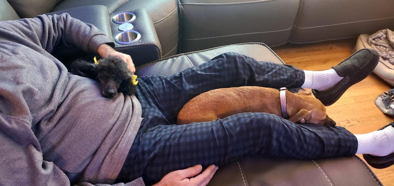 Enlarge Precious, a ADOPTABLE Miniature Poodle in Louisville, KY image 4/6