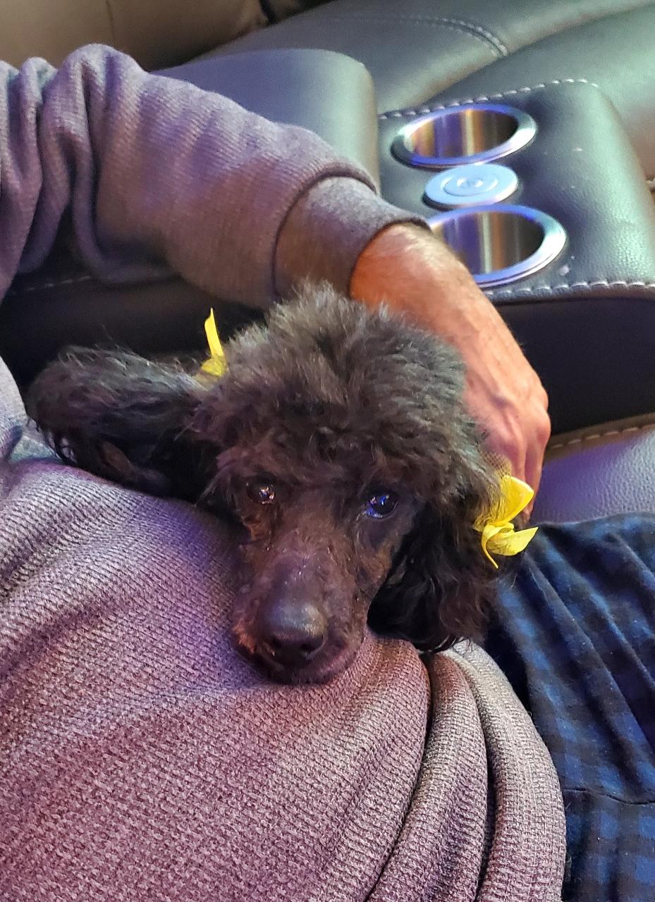 Enlarge Precious, a ADOPTABLE Miniature Poodle in Louisville, KY image 5/6