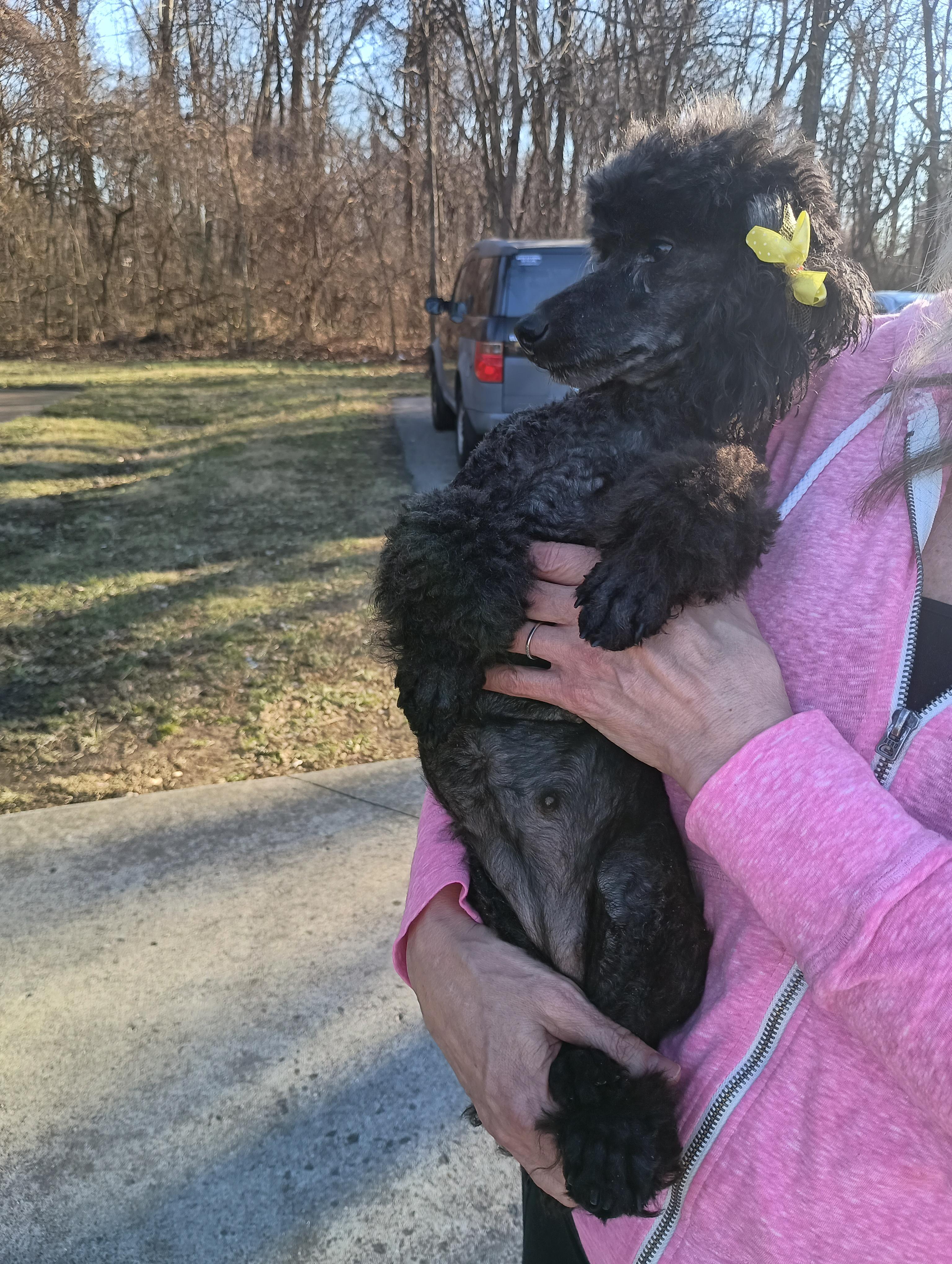 Enlarge Precious, a ADOPTABLE Miniature Poodle in Louisville, KY image 3/6