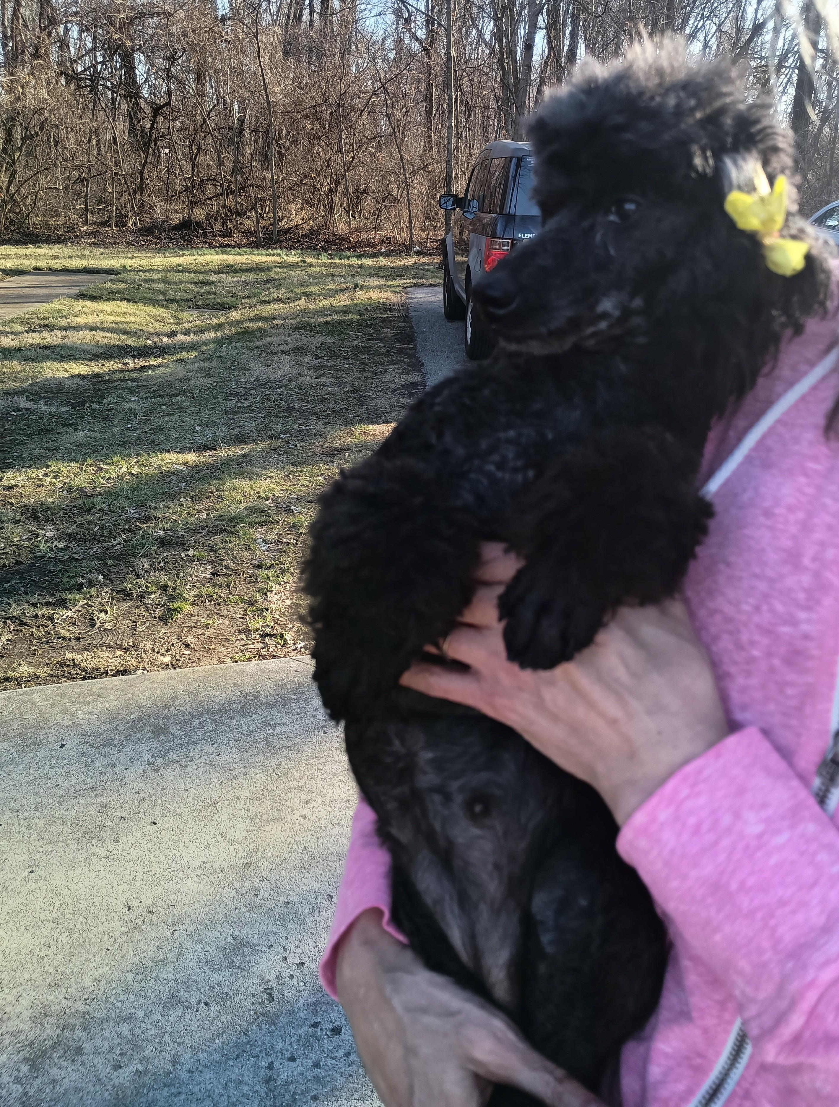 Enlarge Precious, a ADOPTABLE Miniature Poodle in Louisville, KY image 6/6