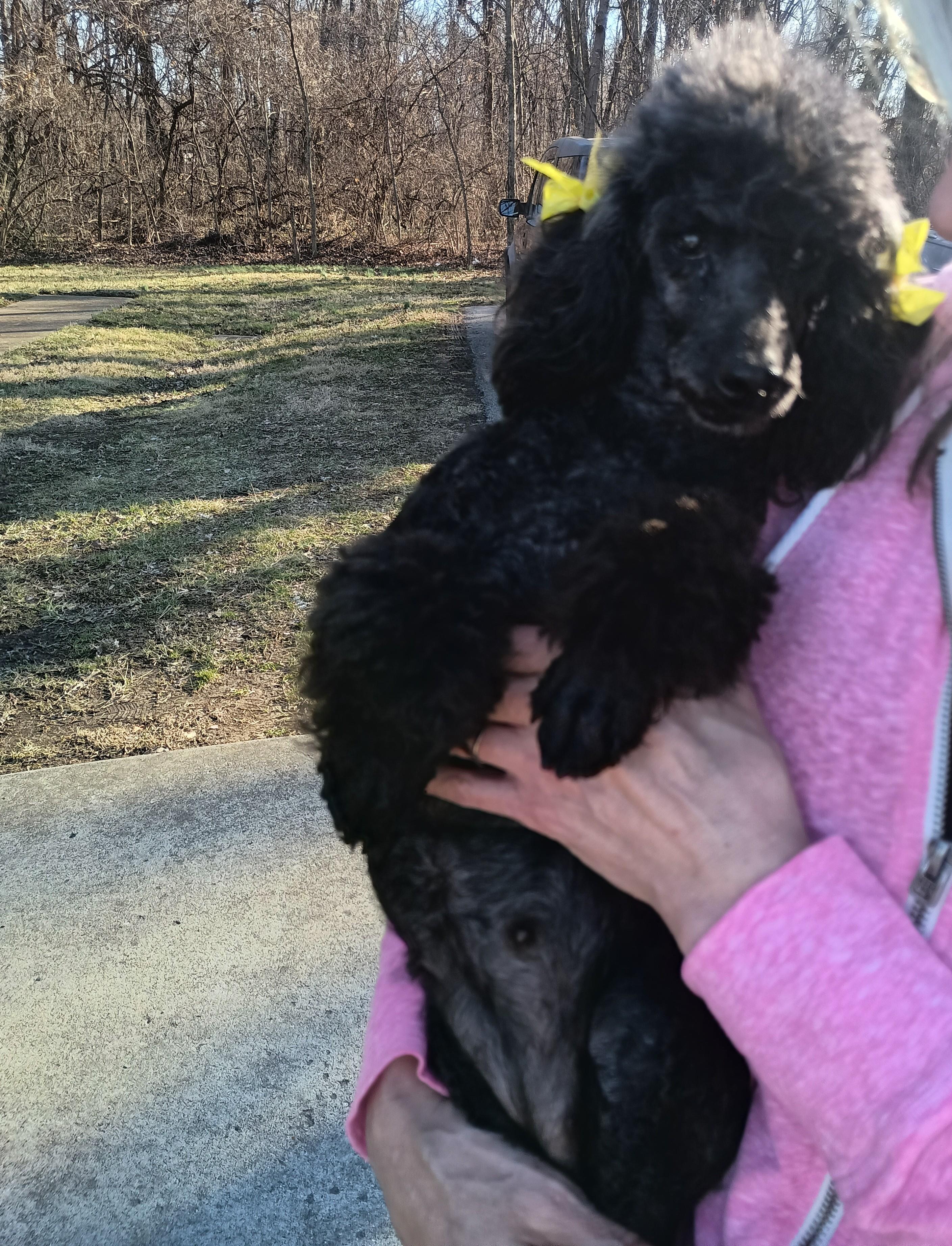 Enlarge Precious, a ADOPTABLE Miniature Poodle in Louisville, KY image 2/6