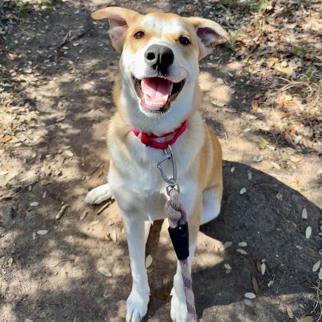 CARAMELA, Adoptable, Young Female Labrador Retriever & Hound.