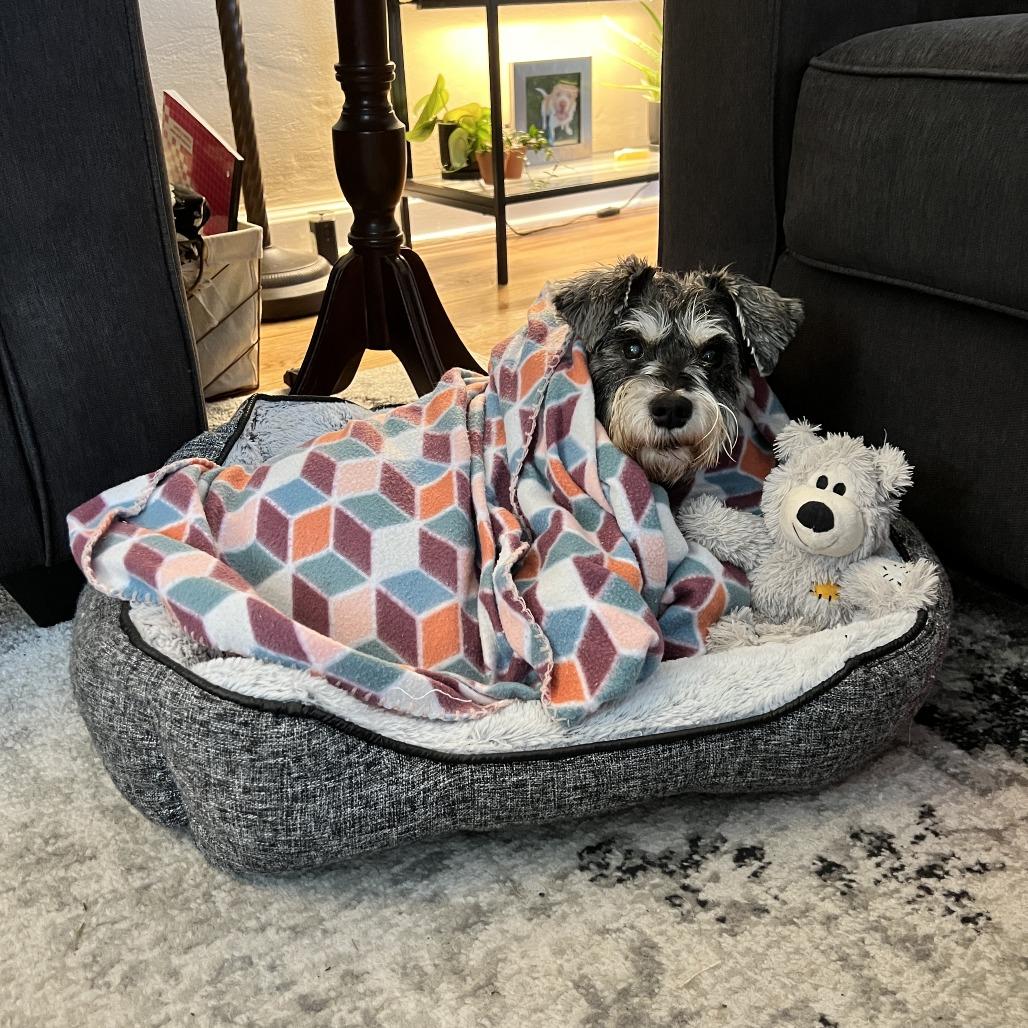 Enlarge Agatha, a Adoptable Schnauzer in Sinking Spring, PA image 1/6