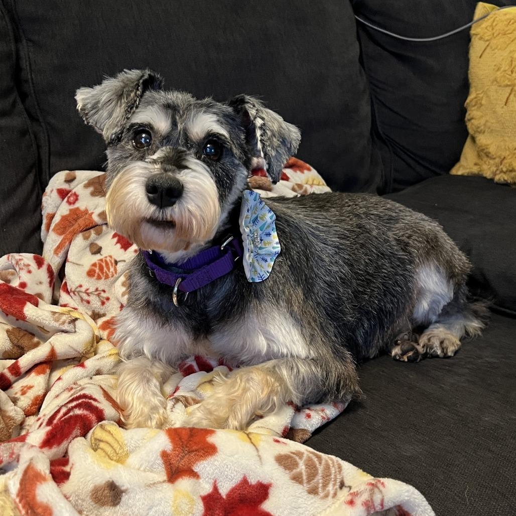 Enlarge Agatha, a Adoptable Schnauzer in Sinking Spring, PA image 2/6