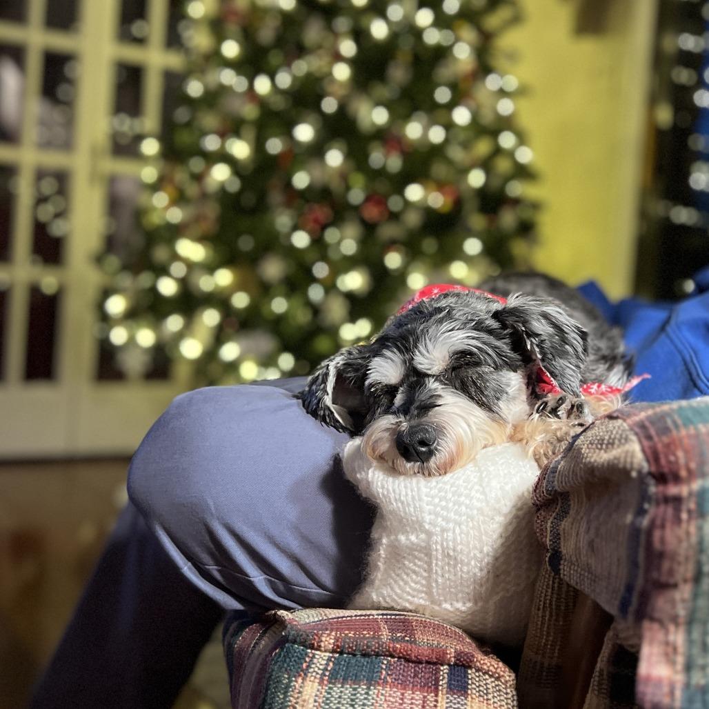 Enlarge Agatha, a Adoptable Schnauzer in Sinking Spring, PA image 3/6