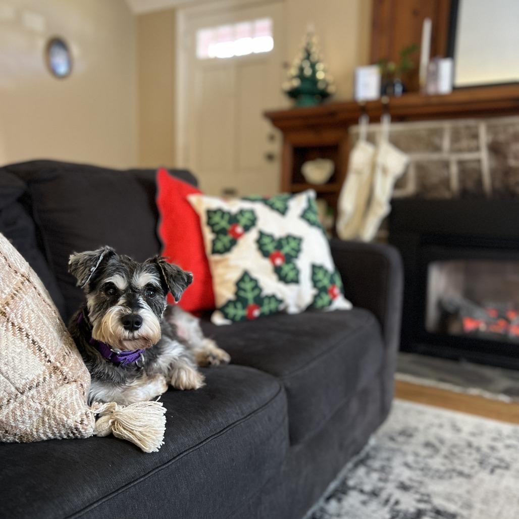 Enlarge Agatha, a Adoptable Schnauzer in Sinking Spring, PA image 4/6