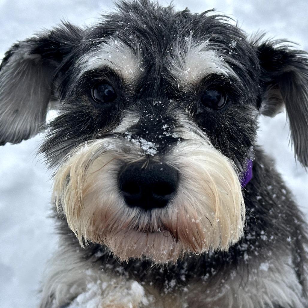 Enlarge Agatha, a Adoptable Schnauzer in Sinking Spring, PA image 6/6