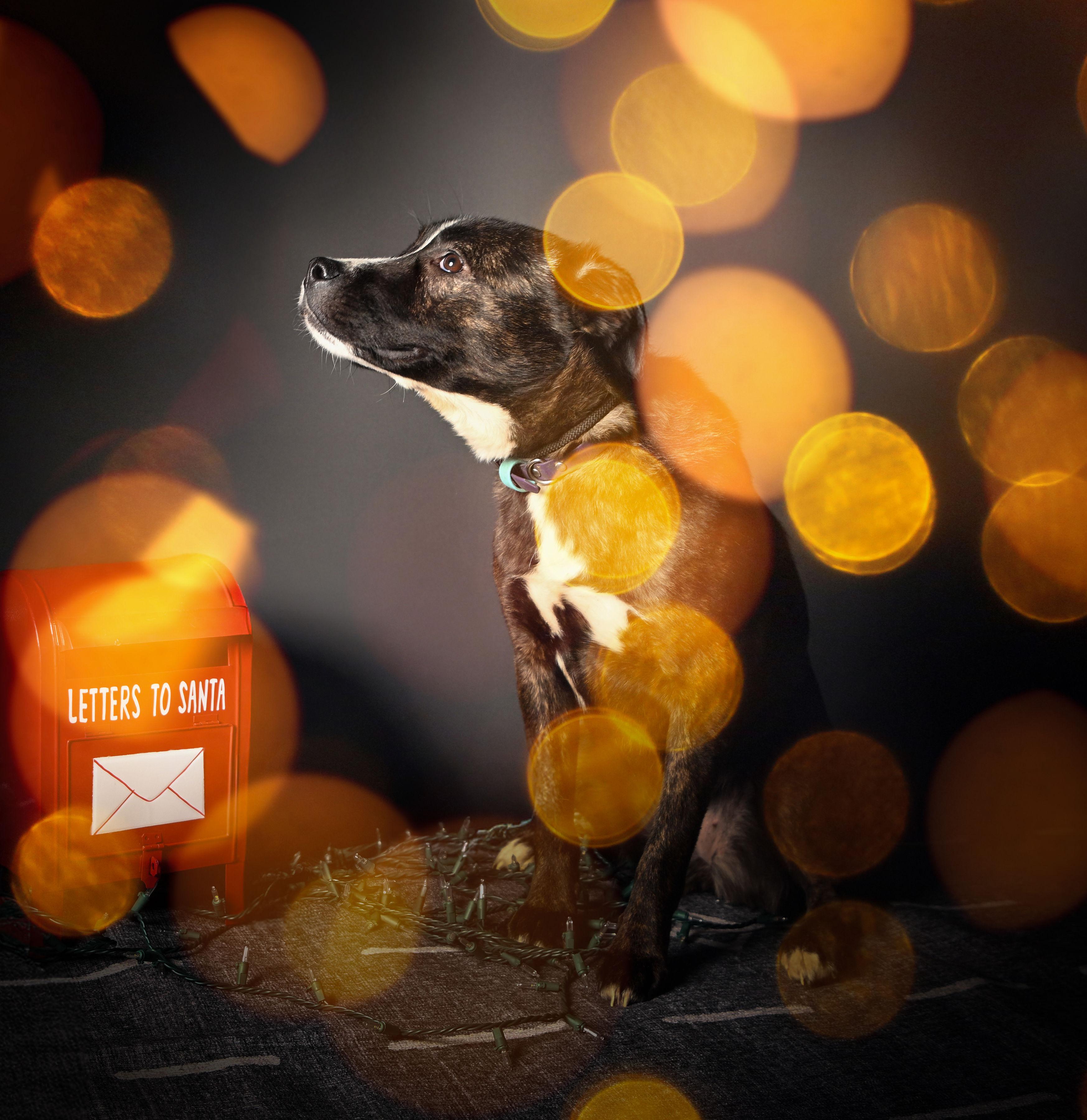 Cheese, a ADOPTABLE mixed breed in Ferndale, WA image 2/5