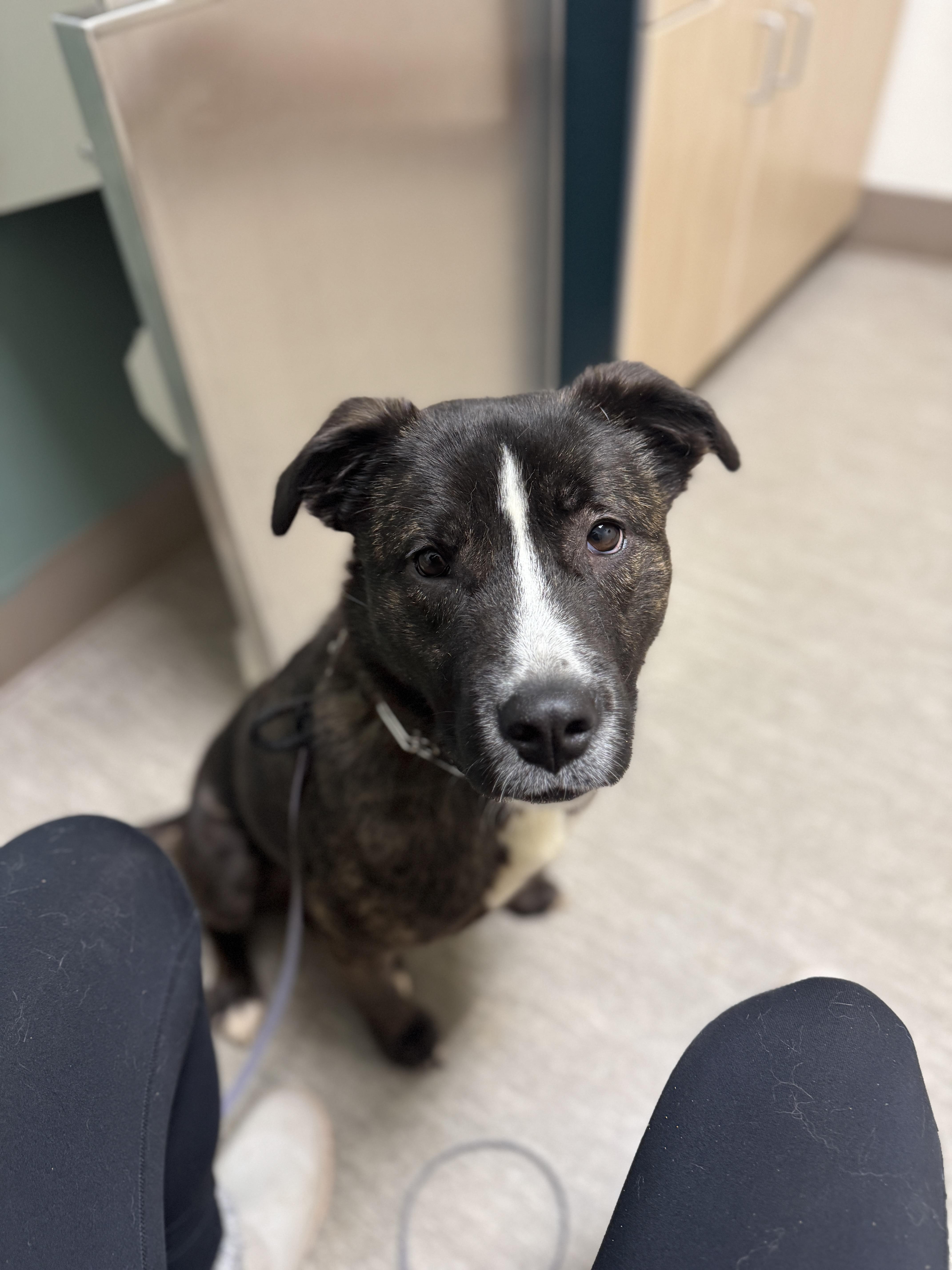 Cheese, a ADOPTABLE mixed breed in Ferndale, WA image 3/5