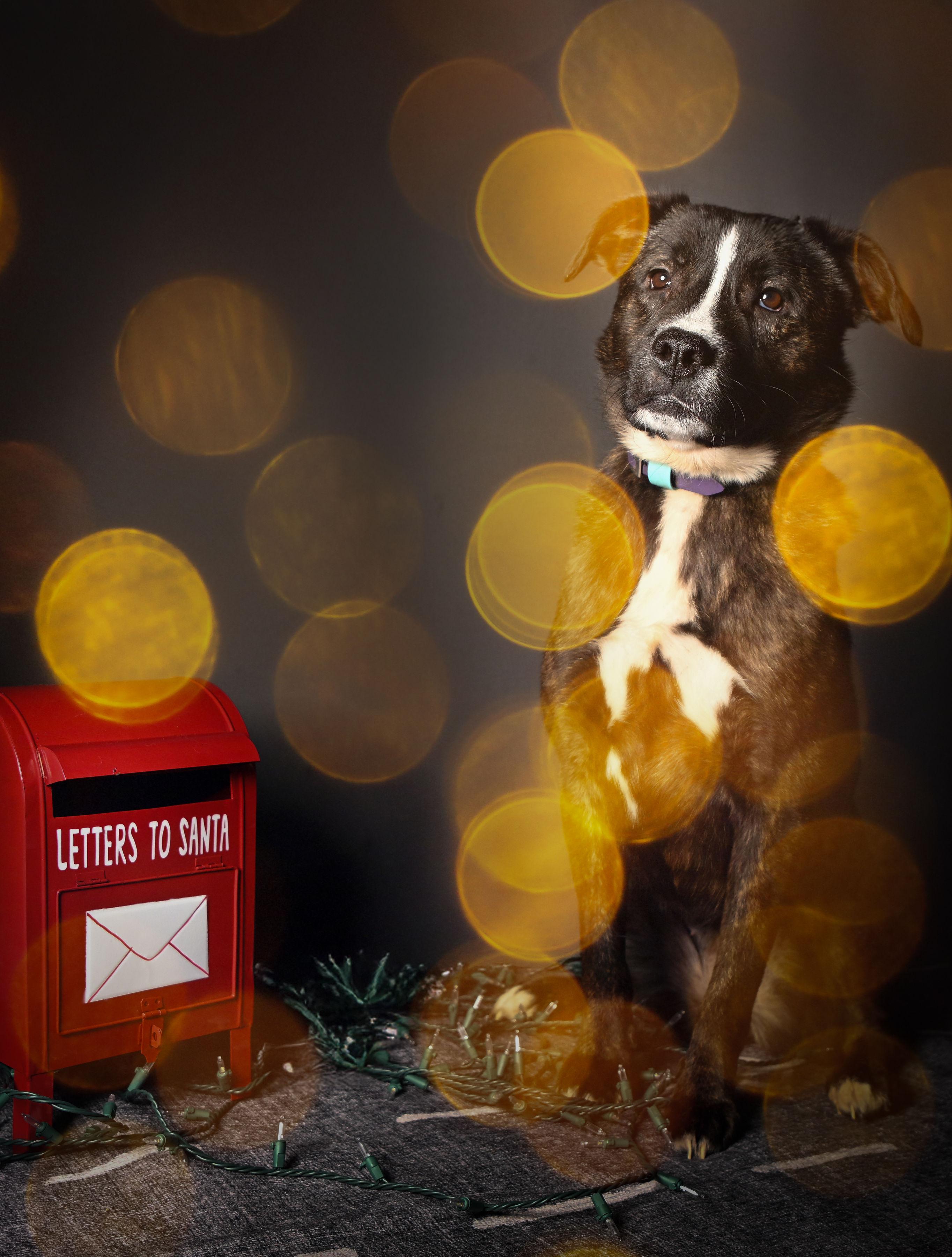 Cheese, a ADOPTABLE mixed breed in Ferndale, WA image 1/5