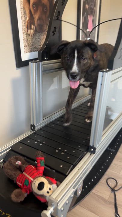 Enlarge Cheese, a ADOPTABLE mixed breed in Ferndale, WA video 5/5