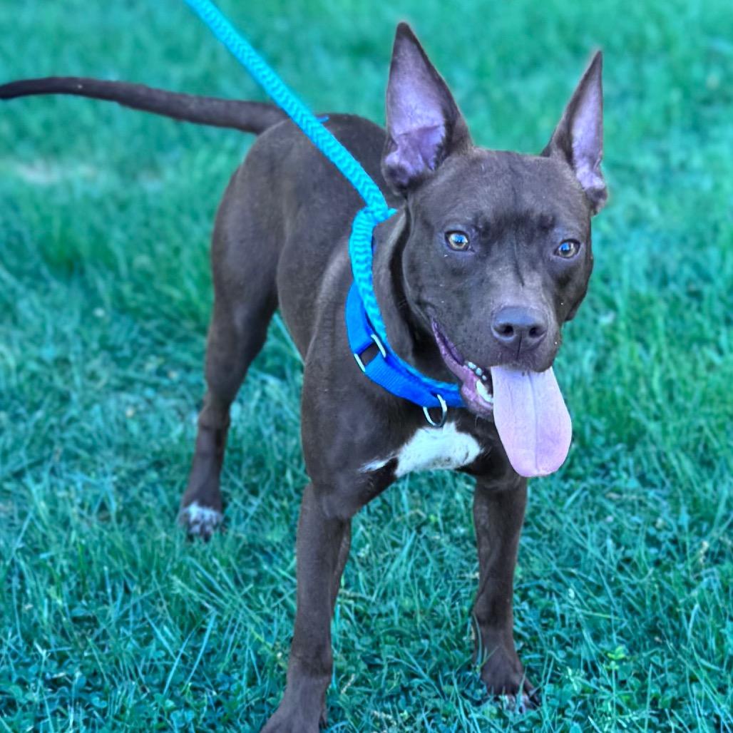 Dot, Adoptable, Young Female Mixed Breed.