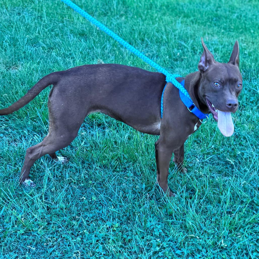 Dot, a Adoptable Mixed Breed in Parkersburg, WV image 2/3