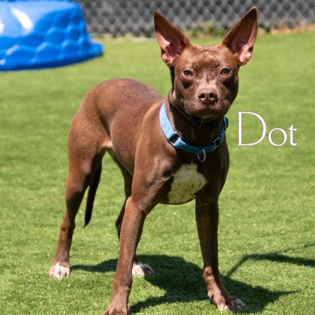 Dot, a Adoptable Mixed Breed in Parkersburg, WV image 3/3