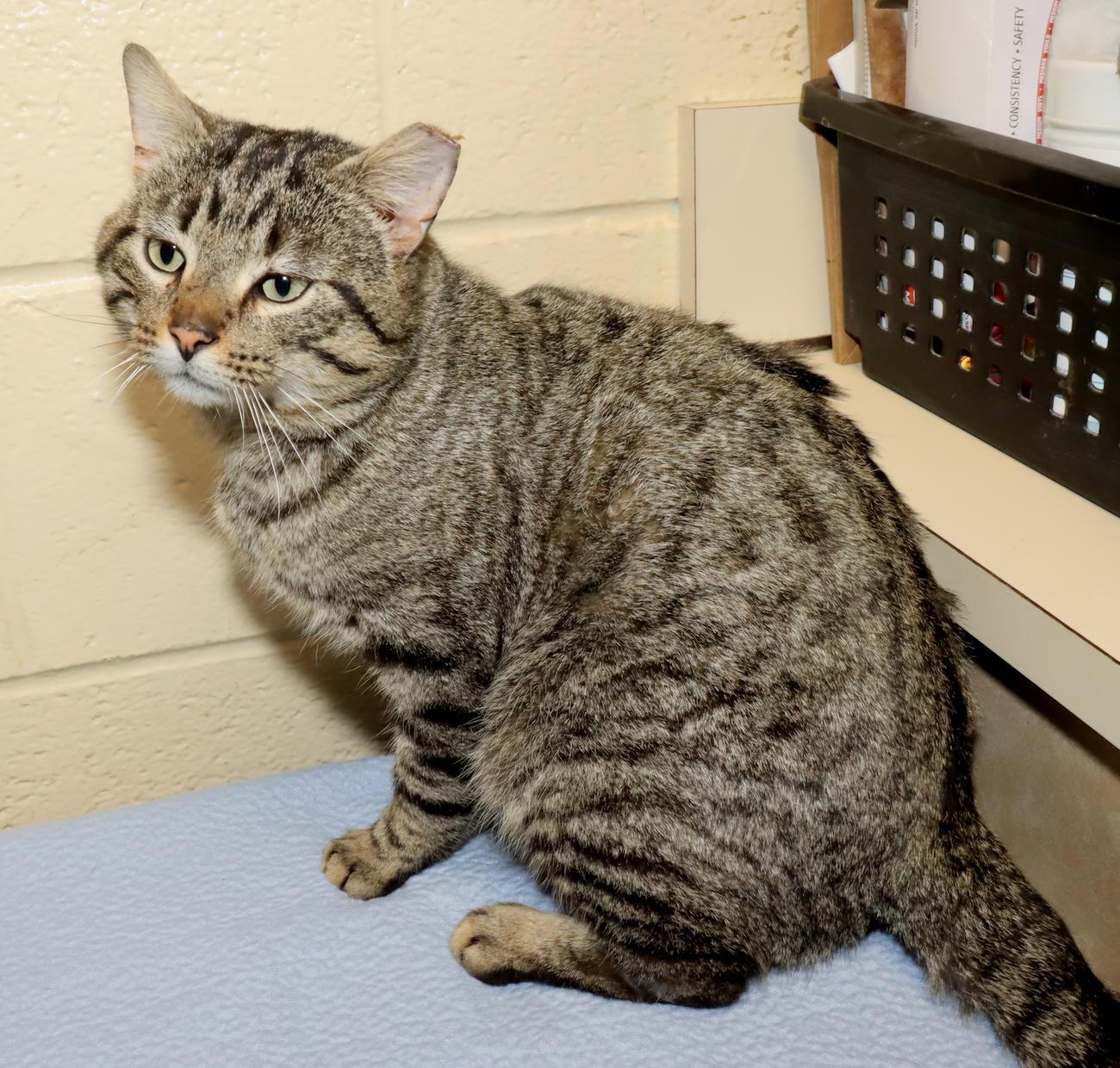 Enlarge Rebel, a ADOPTABLE Tabby in Euclid, OH image 3/6