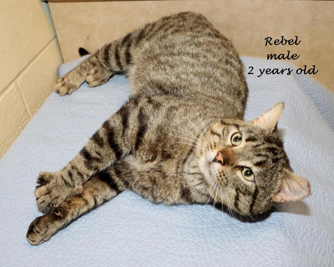 Enlarge Rebel, a ADOPTABLE Tabby in Euclid, OH image 2/6