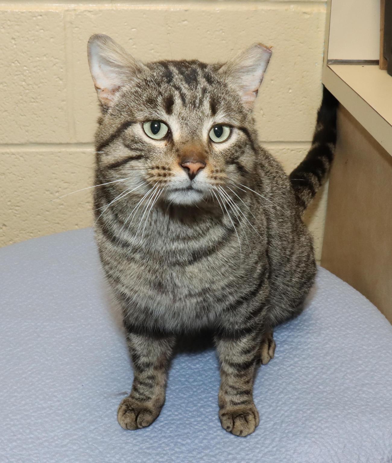 Enlarge Rebel, a ADOPTABLE Tabby in Euclid, OH image 6/6