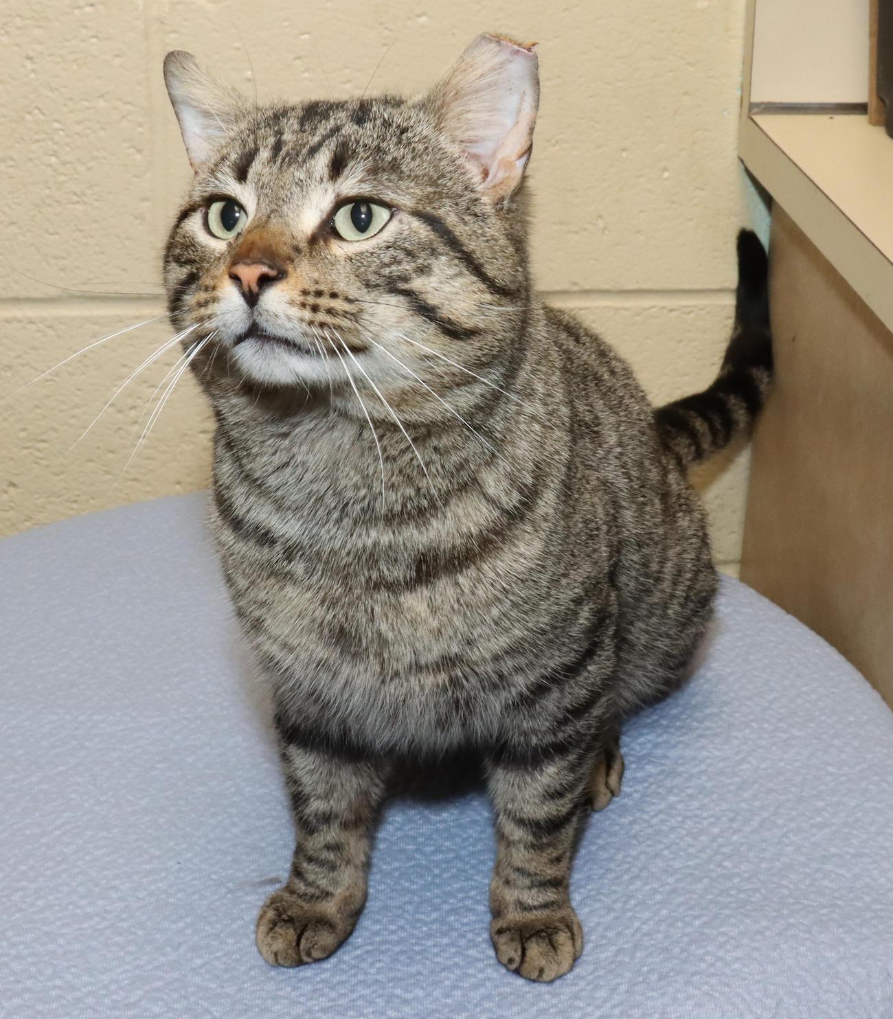 Enlarge Rebel, a ADOPTABLE Tabby in Euclid, OH image 4/6