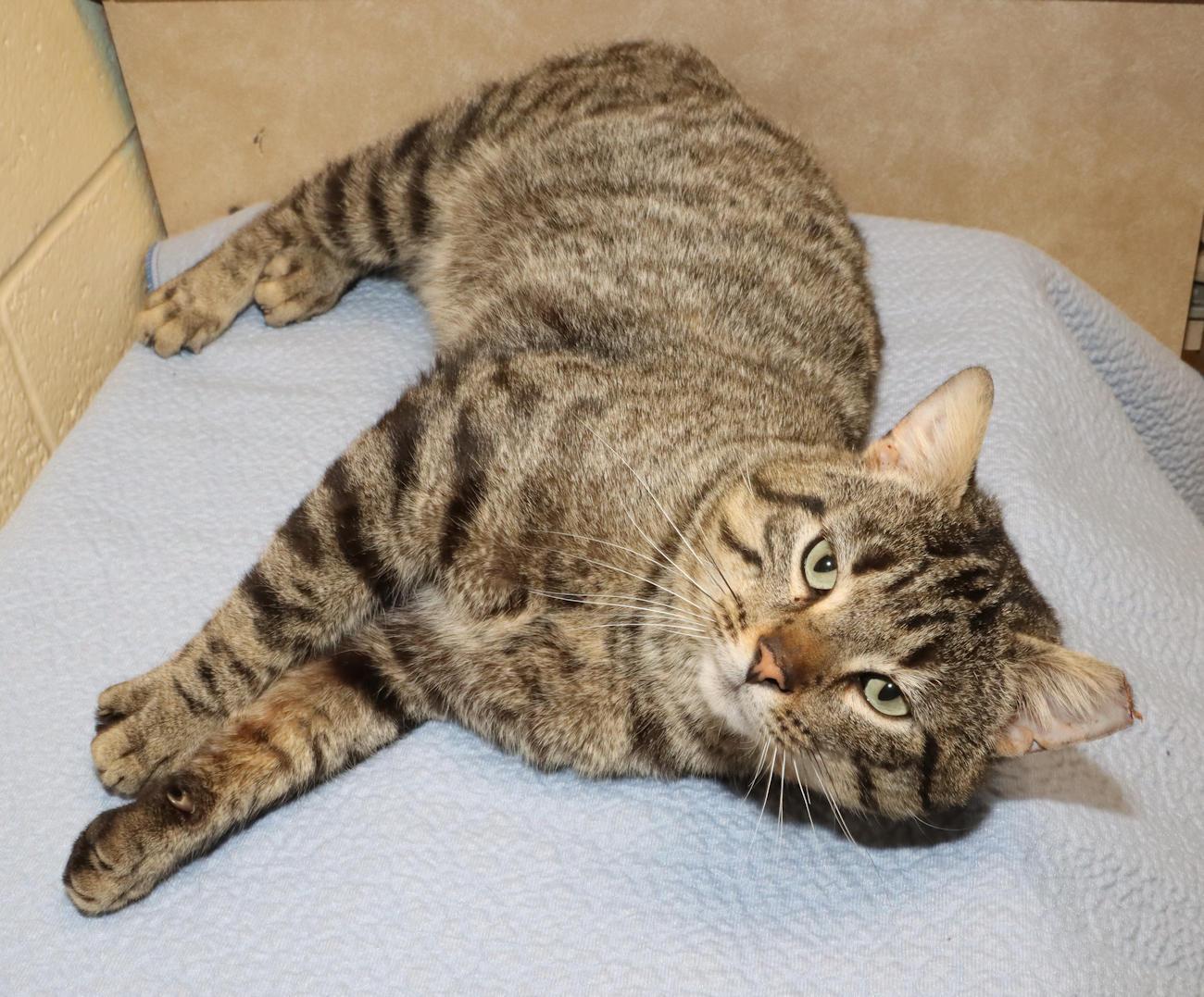 Enlarge Rebel, a ADOPTABLE Tabby in Euclid, OH image 5/6