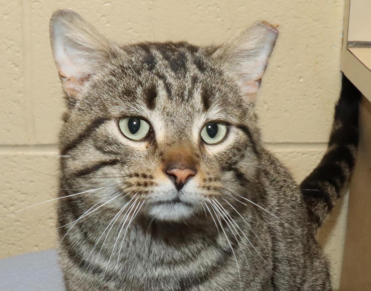 Rebel, ADOPTABLE, Young Male Tabby.