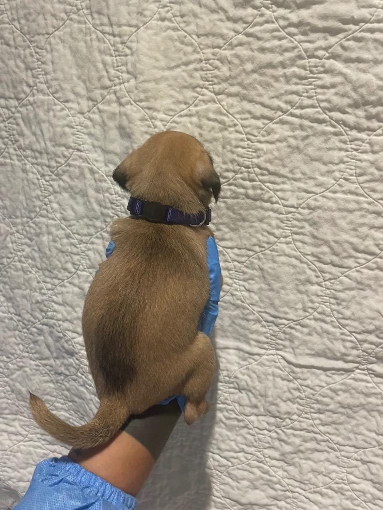 Enlarge Pernille, a Adoptable mixed breed in Gardena, CA image 1/6
