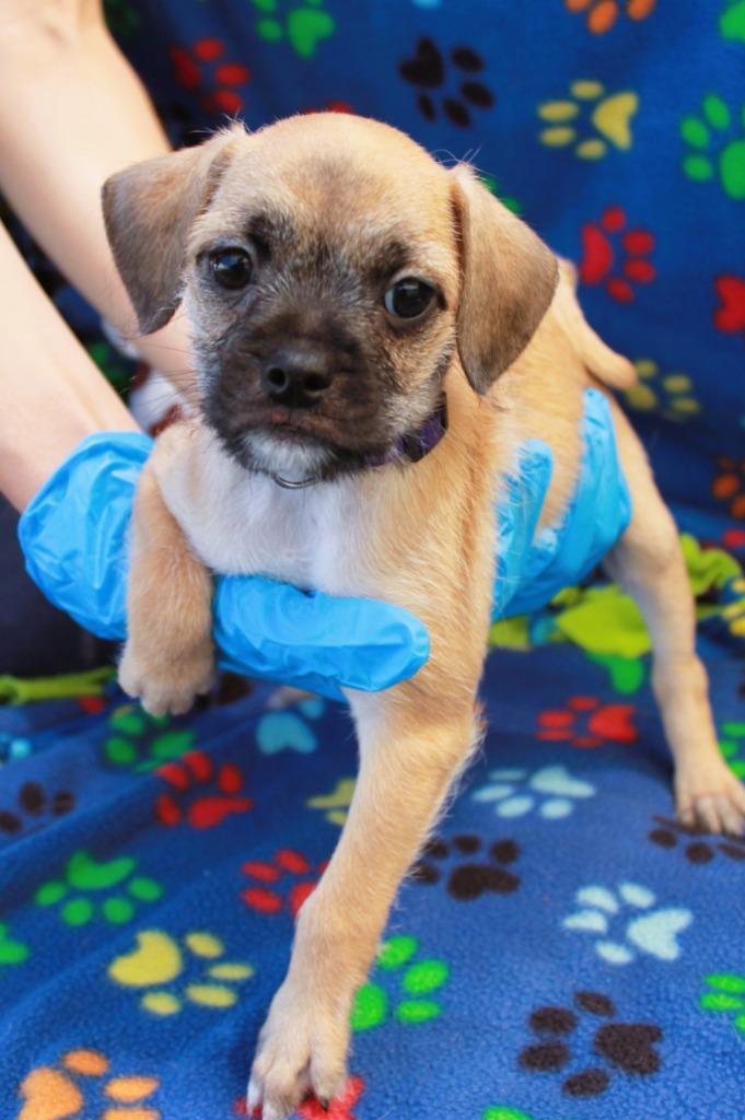 Enlarge Pernille, a Adoptable mixed breed in Gardena, CA image 2/6