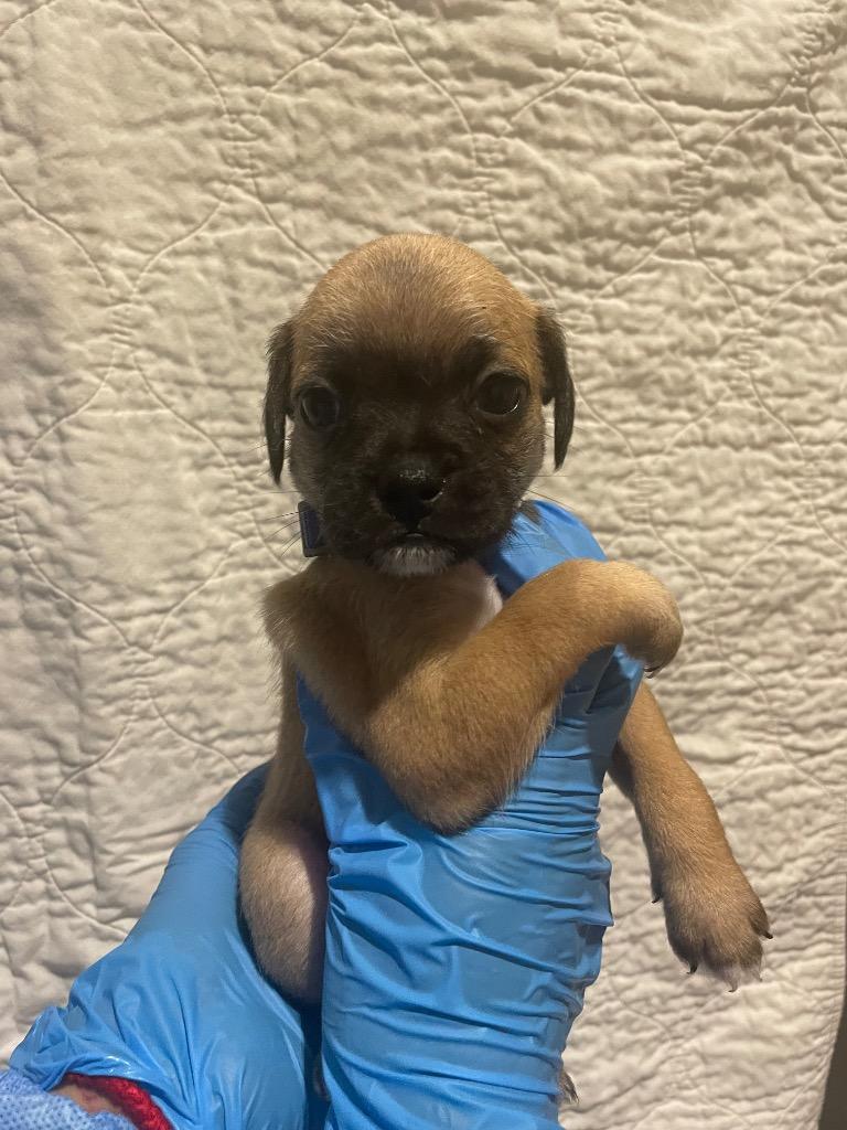 Enlarge Pernille, a Adoptable mixed breed in Gardena, CA image 4/6