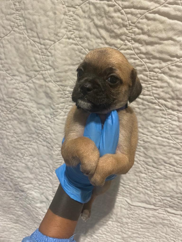 Enlarge Pernille, a Adoptable mixed breed in Gardena, CA image 5/6