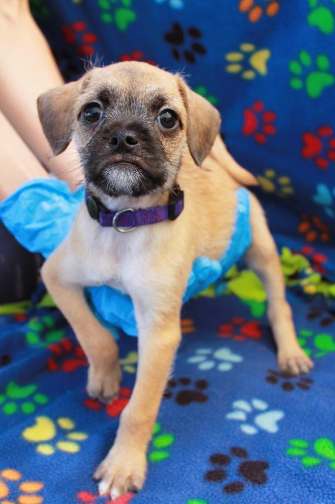 Enlarge Pernille, a Adoptable mixed breed in Gardena, CA image 6/6