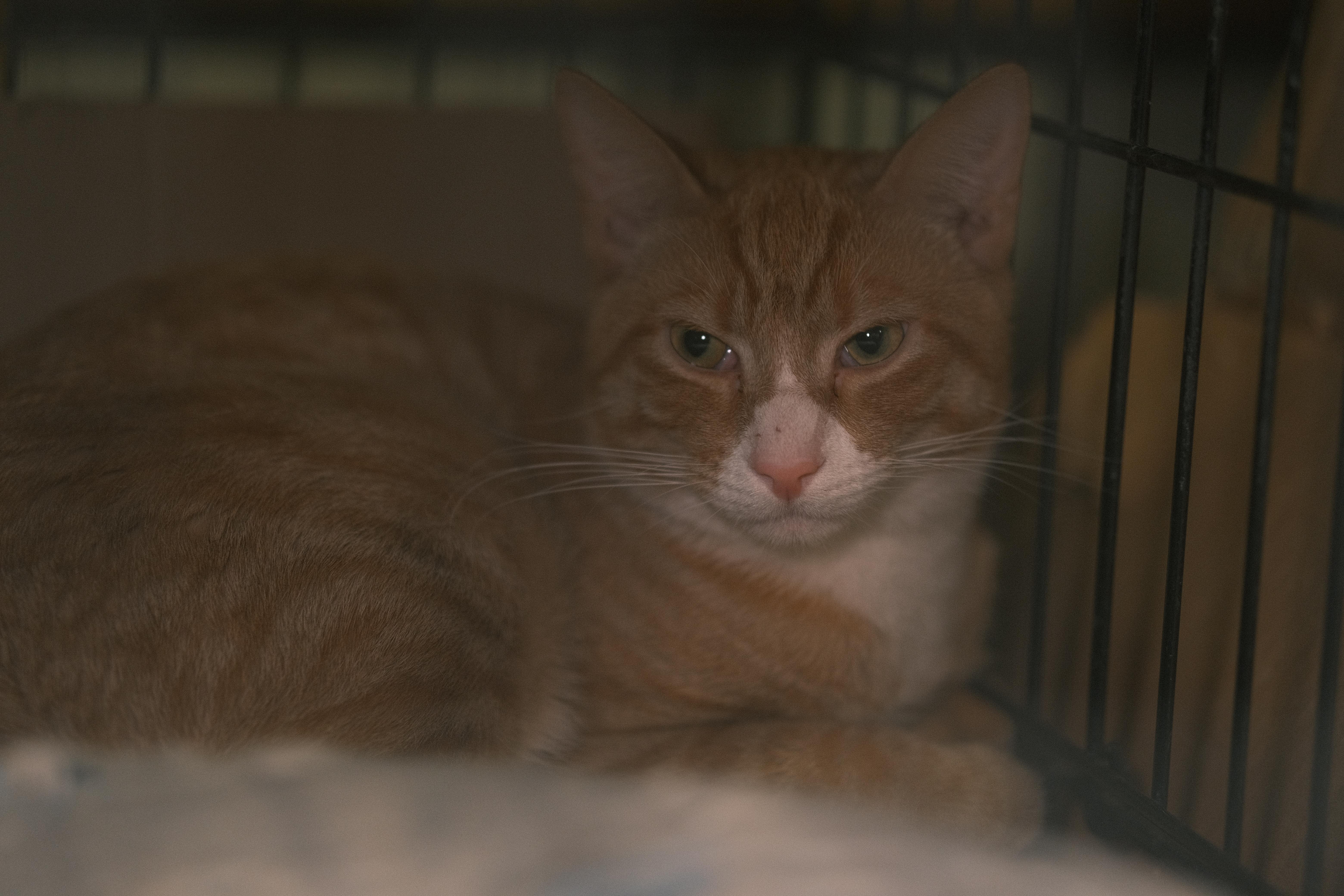 Enlarge Mango, a Adopted Domestic Short Hair in Flushing, NY image 5/6