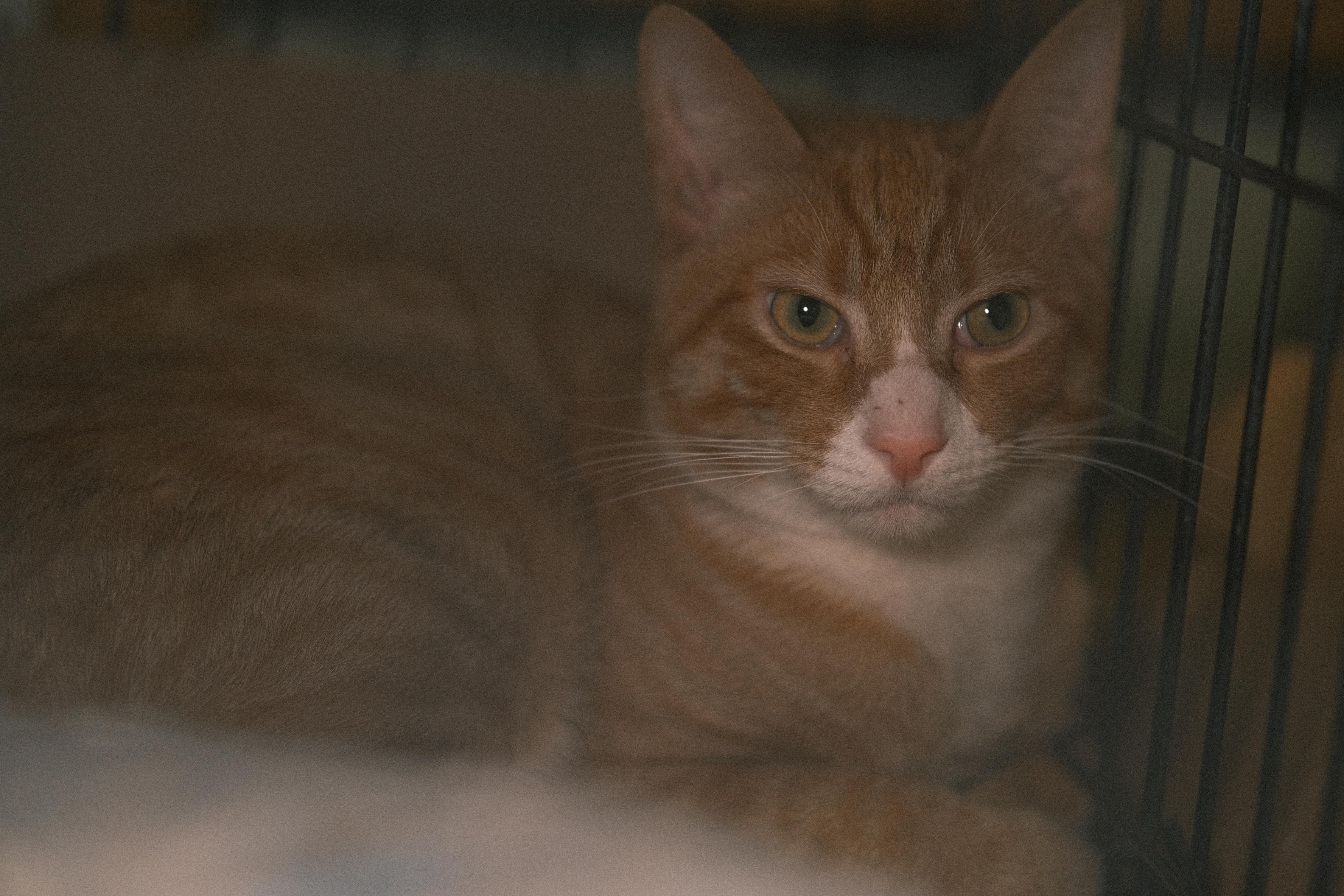 Enlarge Mango, a Adopted Domestic Short Hair in Flushing, NY image 2/6