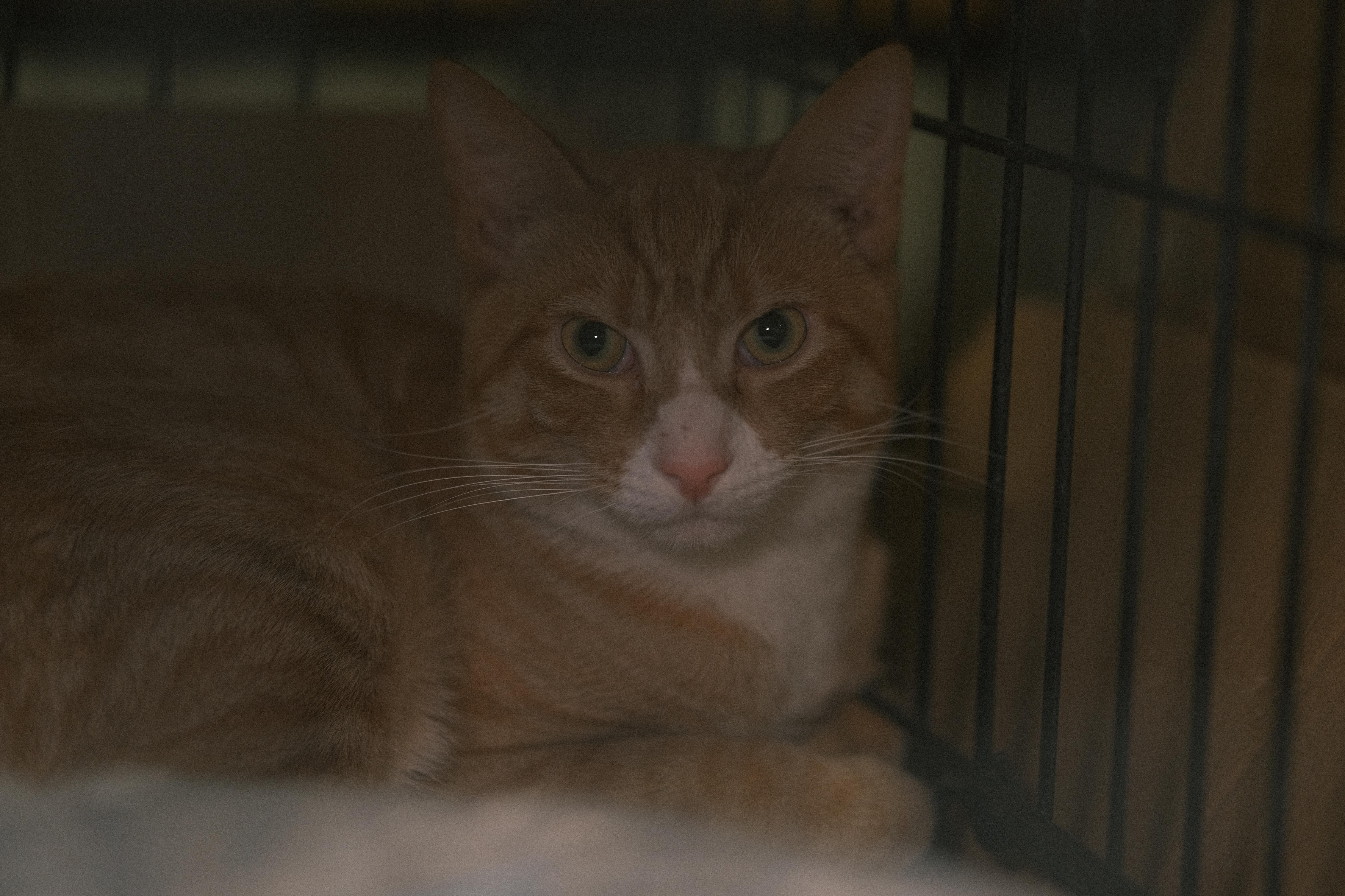 Enlarge Mango, a Adopted Domestic Short Hair in Flushing, NY image 6/6