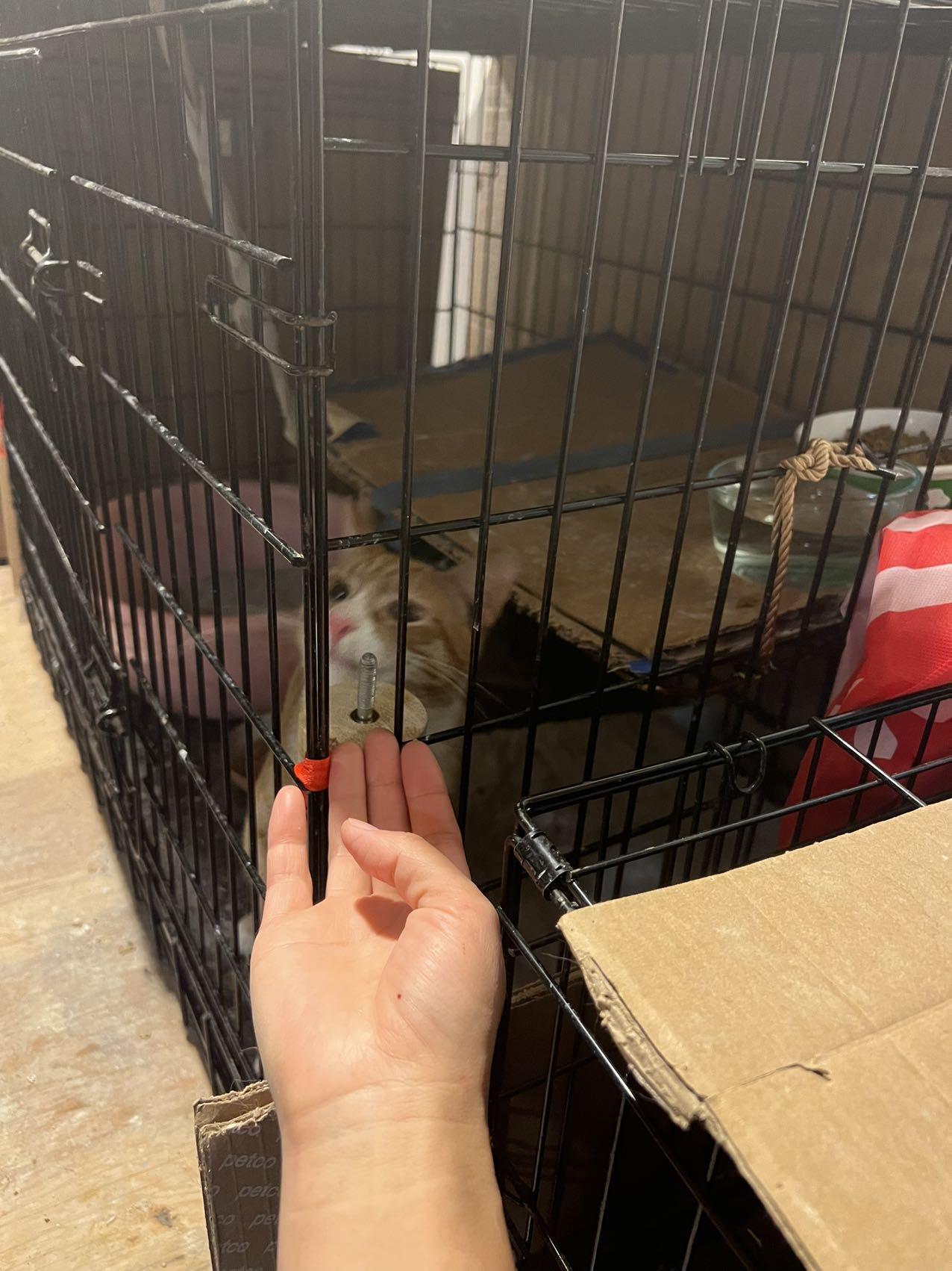 Enlarge Mango, a Adopted Domestic Short Hair in Flushing, NY image 3/6