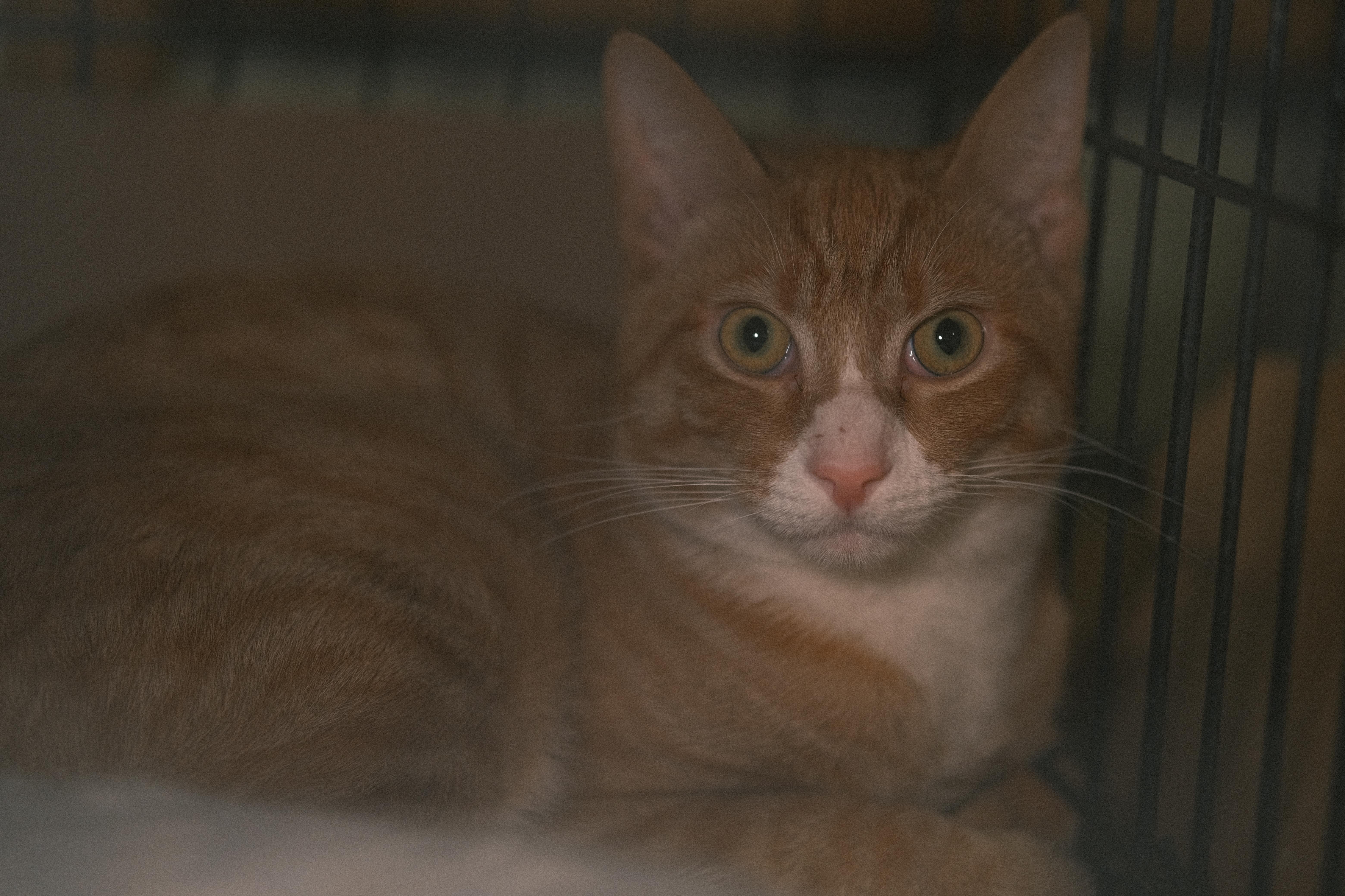 Mango, Adopted, Kitten Male Domestic Short Hair.