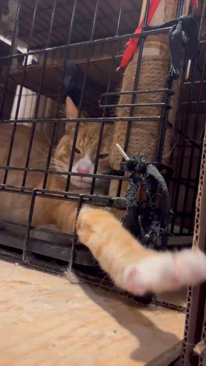 Enlarge Mango, a Adopted Domestic Short Hair in Flushing, NY video 4/6