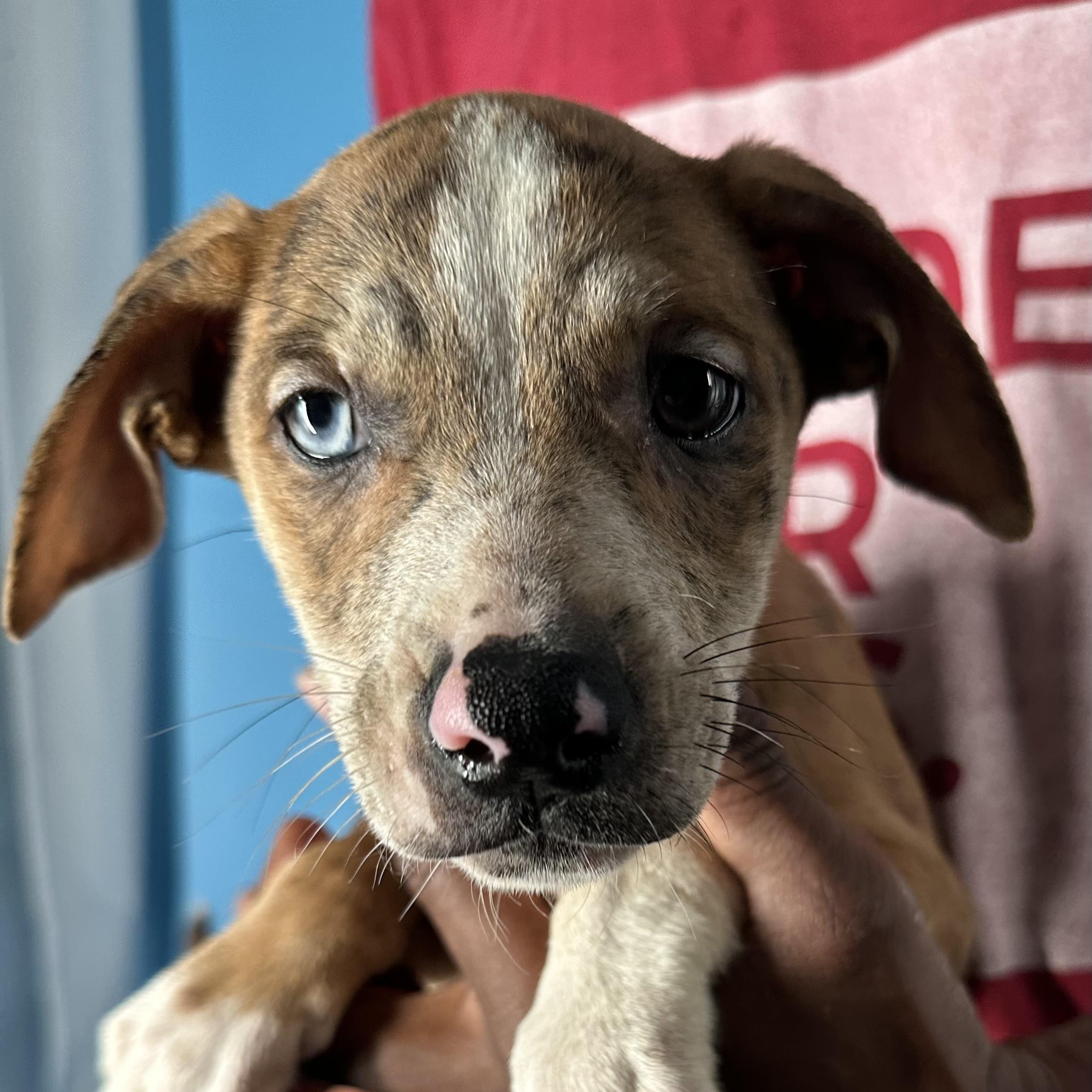 Enlarge Ginger - Local April 10-12, an adoptable mixed breed in Westerly, RI image 1/6