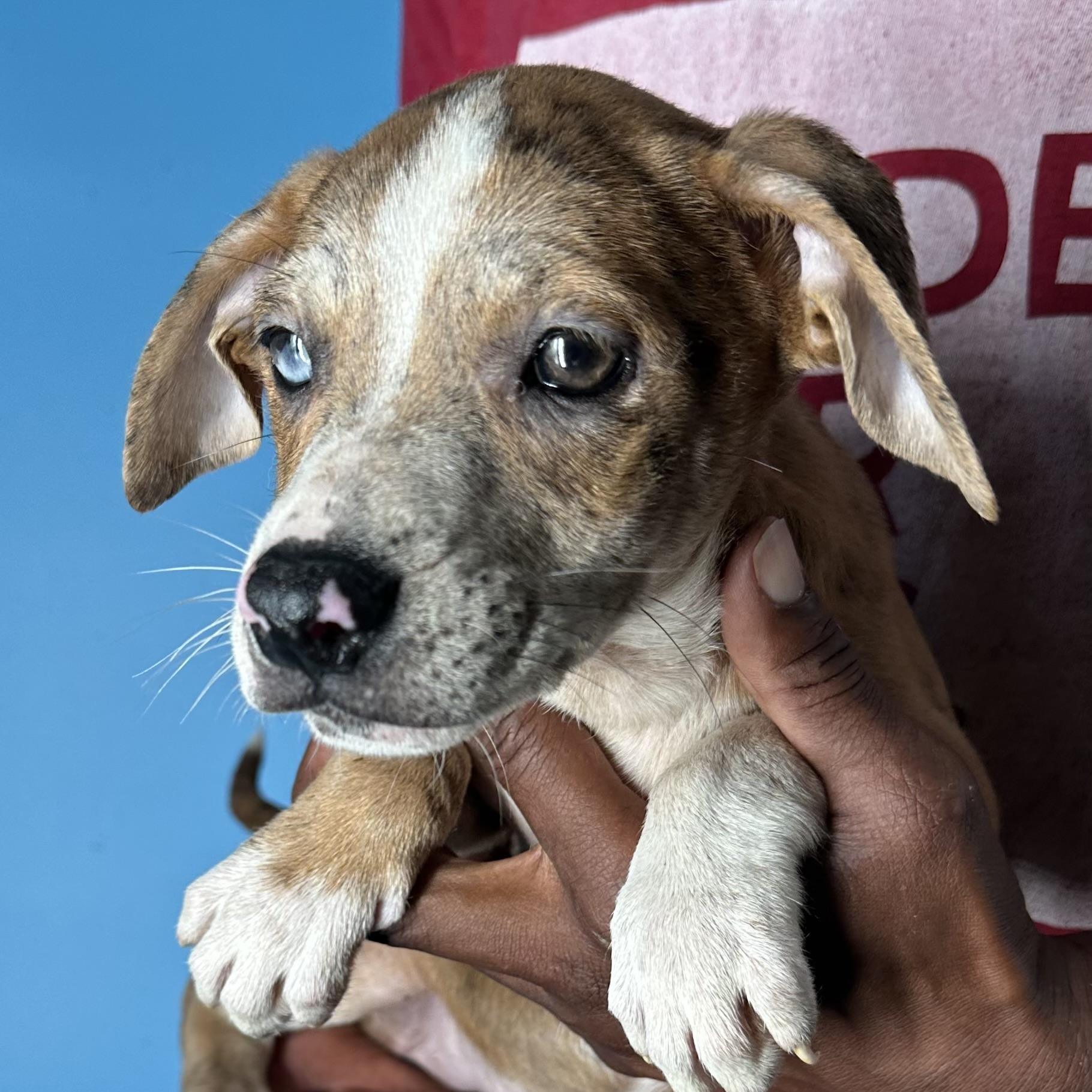 Enlarge Ginger - Local April 10-12, an adoptable mixed breed in Westerly, RI image 3/6