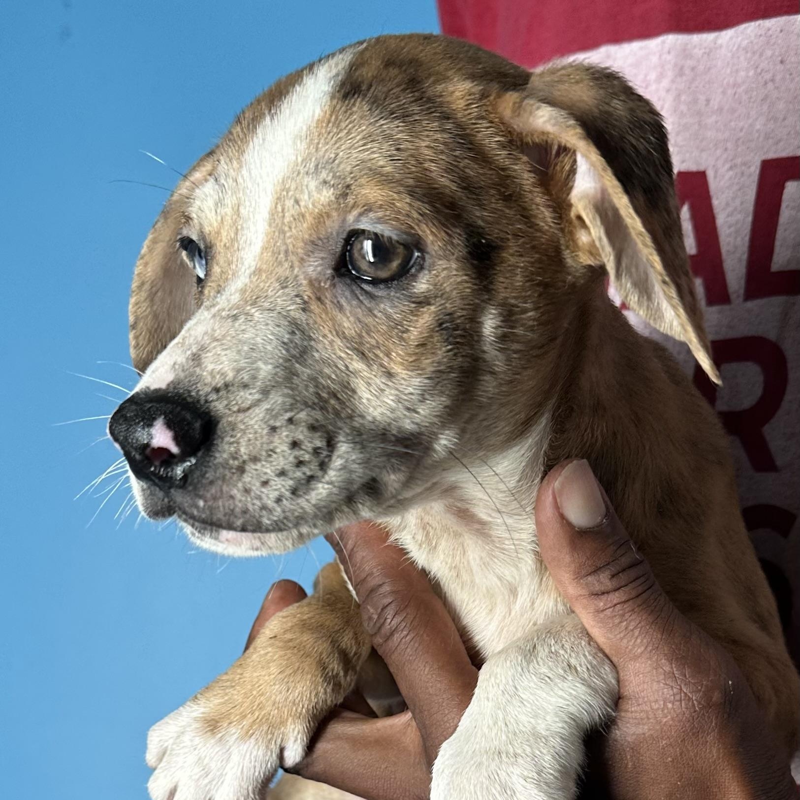 Enlarge Ginger - Local April 10-12, an adoptable mixed breed in Westerly, RI image 2/6