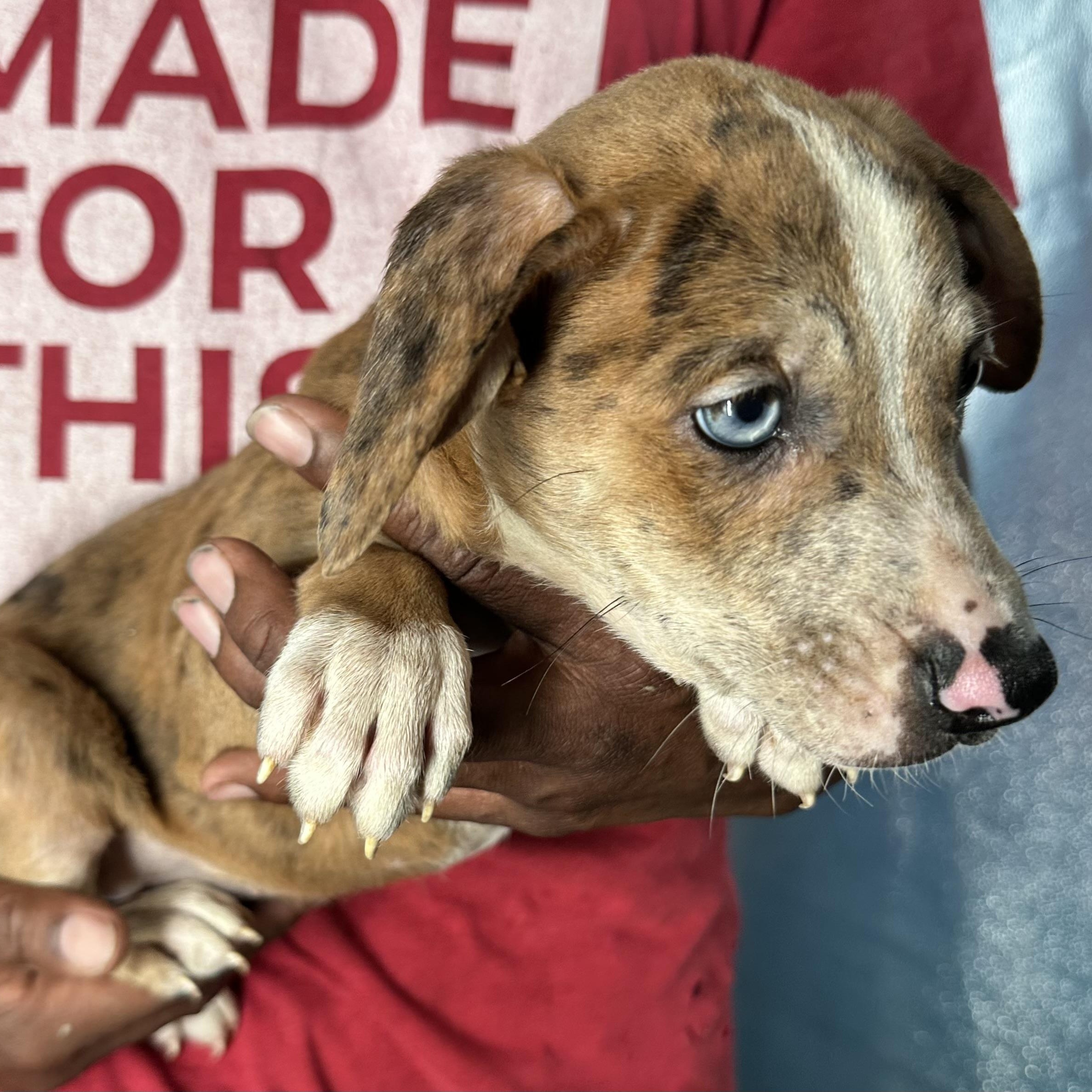 Enlarge Ginger - Local April 10-12, an adoptable mixed breed in Westerly, RI image 5/6