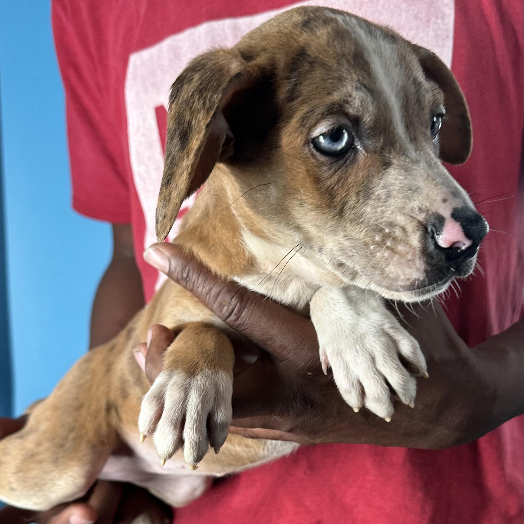 Enlarge Ginger - Local April 10-12, an adoptable mixed breed in Westerly, RI image 6/6