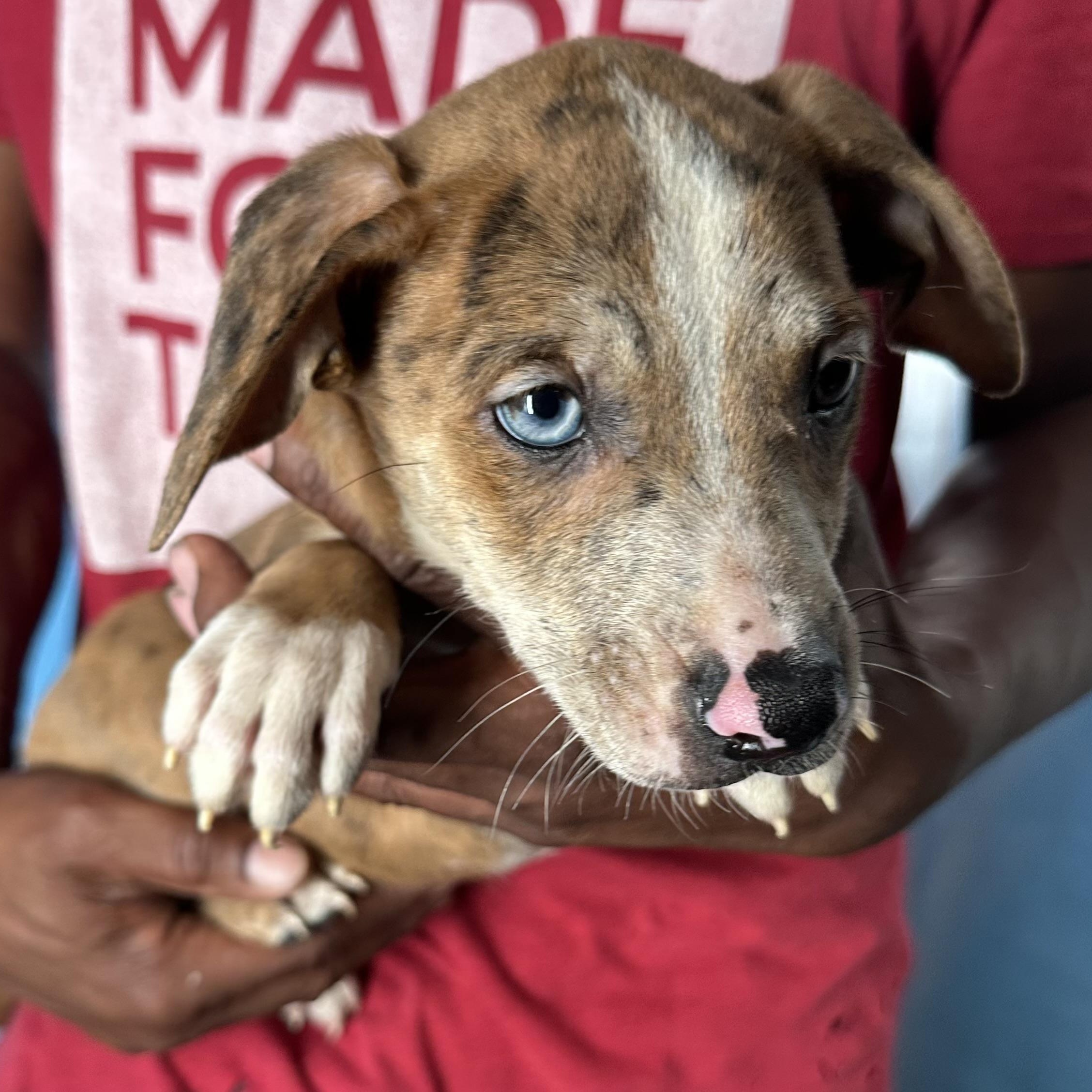 Enlarge Ginger - Local April 10-12, an adoptable mixed breed in Westerly, RI image 4/6