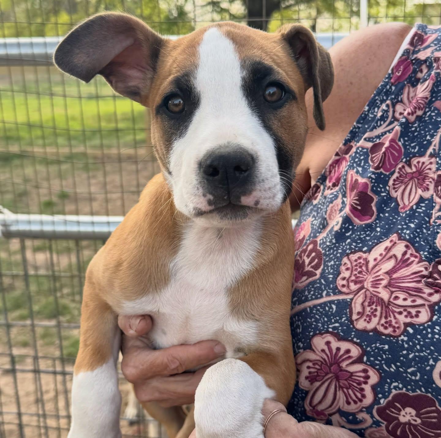 Cinderella, ADOPTABLE, Puppy Female American Staffordshire Terrier.