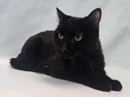 Olive, Adoptable, Kitten Female Domestic Medium Hair & Domestic Short Hair.