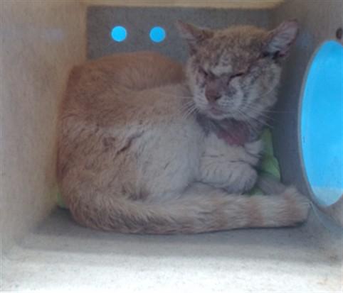 GARTH, Adoptable, Adult Male Domestic Short Hair.
