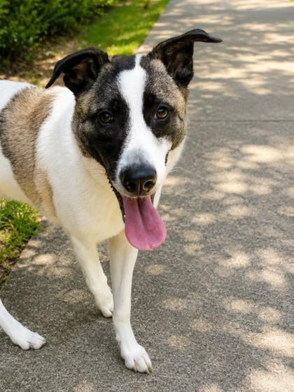 Brewster, Adoptable, Young Male Mixed Breed & Mixed Breed.