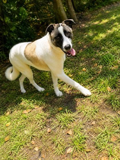 Enlarge Brewster, a Adoptable mixed breed in Palm Coast, FL image 2/3