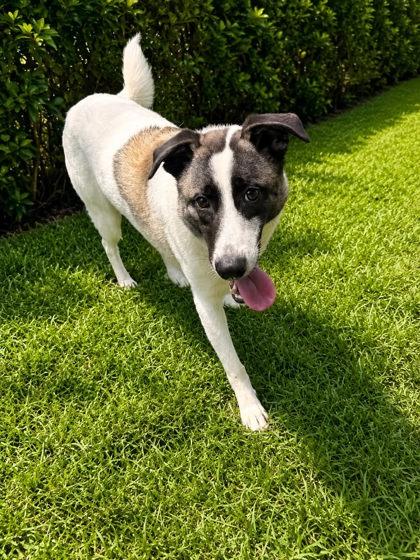 Enlarge Brewster, a Adoptable mixed breed in Palm Coast, FL image 3/3