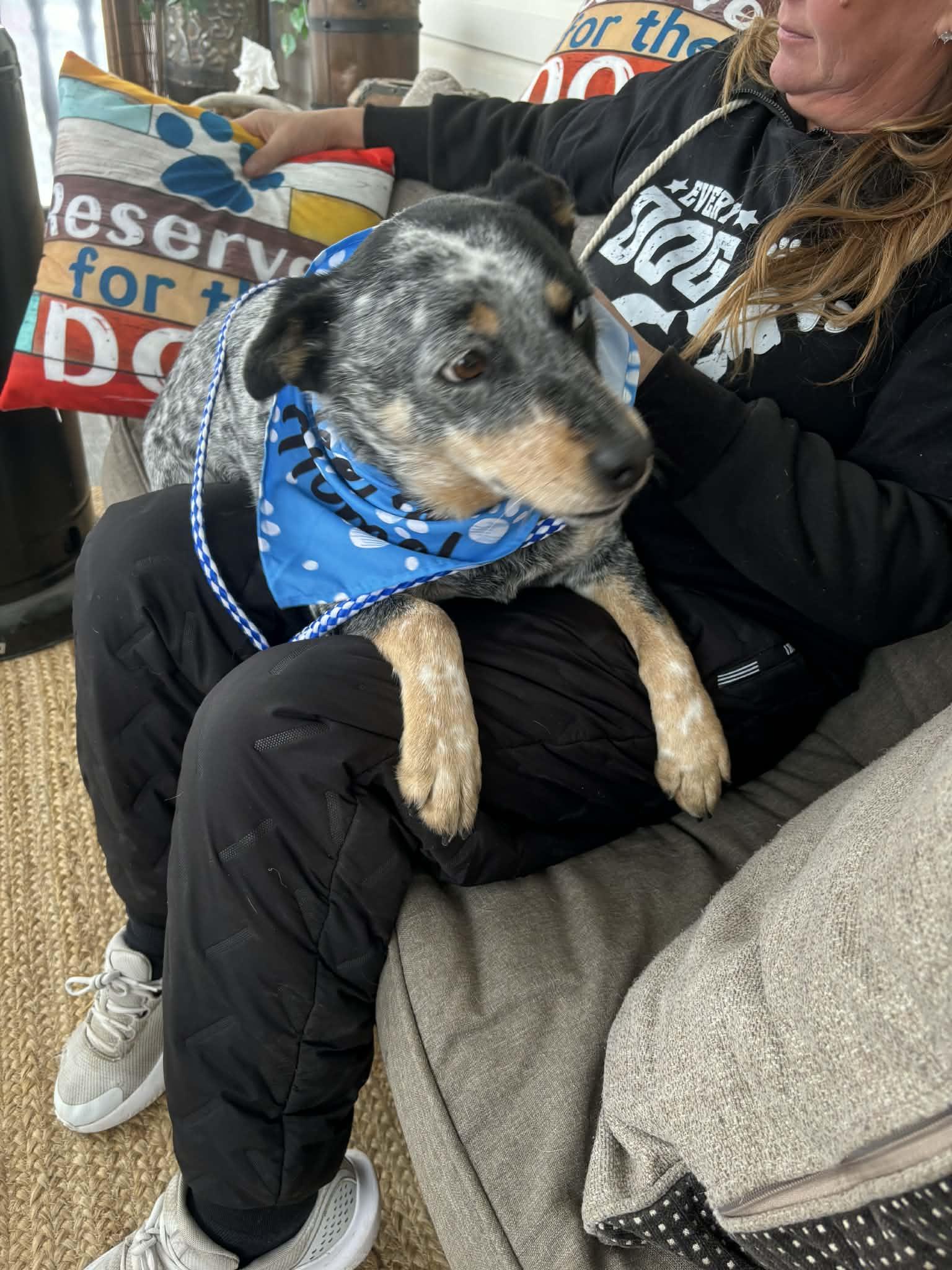 Enlarge Sparks, a Adoptable Australian Cattle Dog / Blue Heeler in Lacombe, AB image 4/6