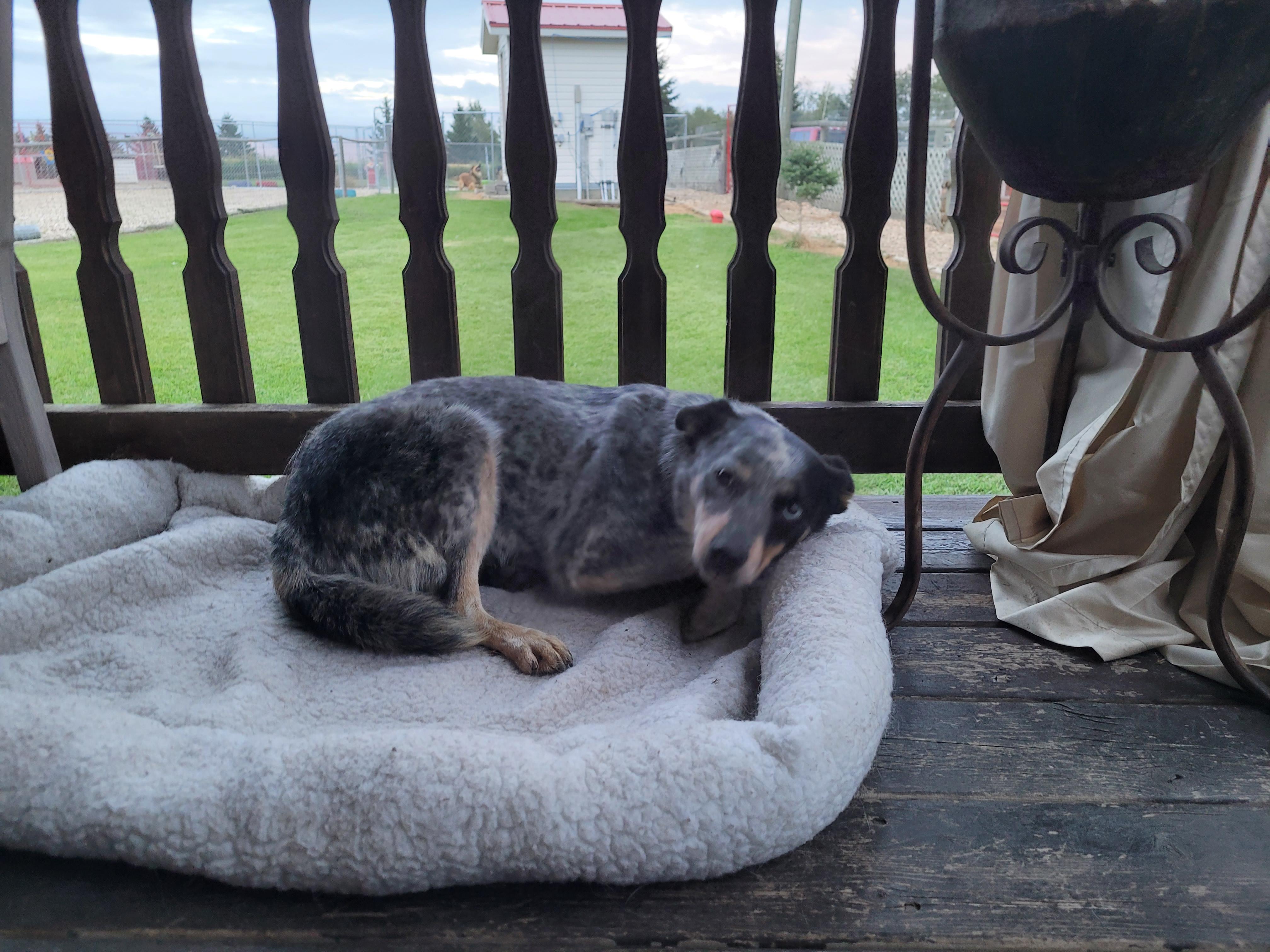 Sparks, an adoptable Australian Cattle Dog / Blue Heeler in Lacombe, AB, T4L 1X3 | Photo Image 2