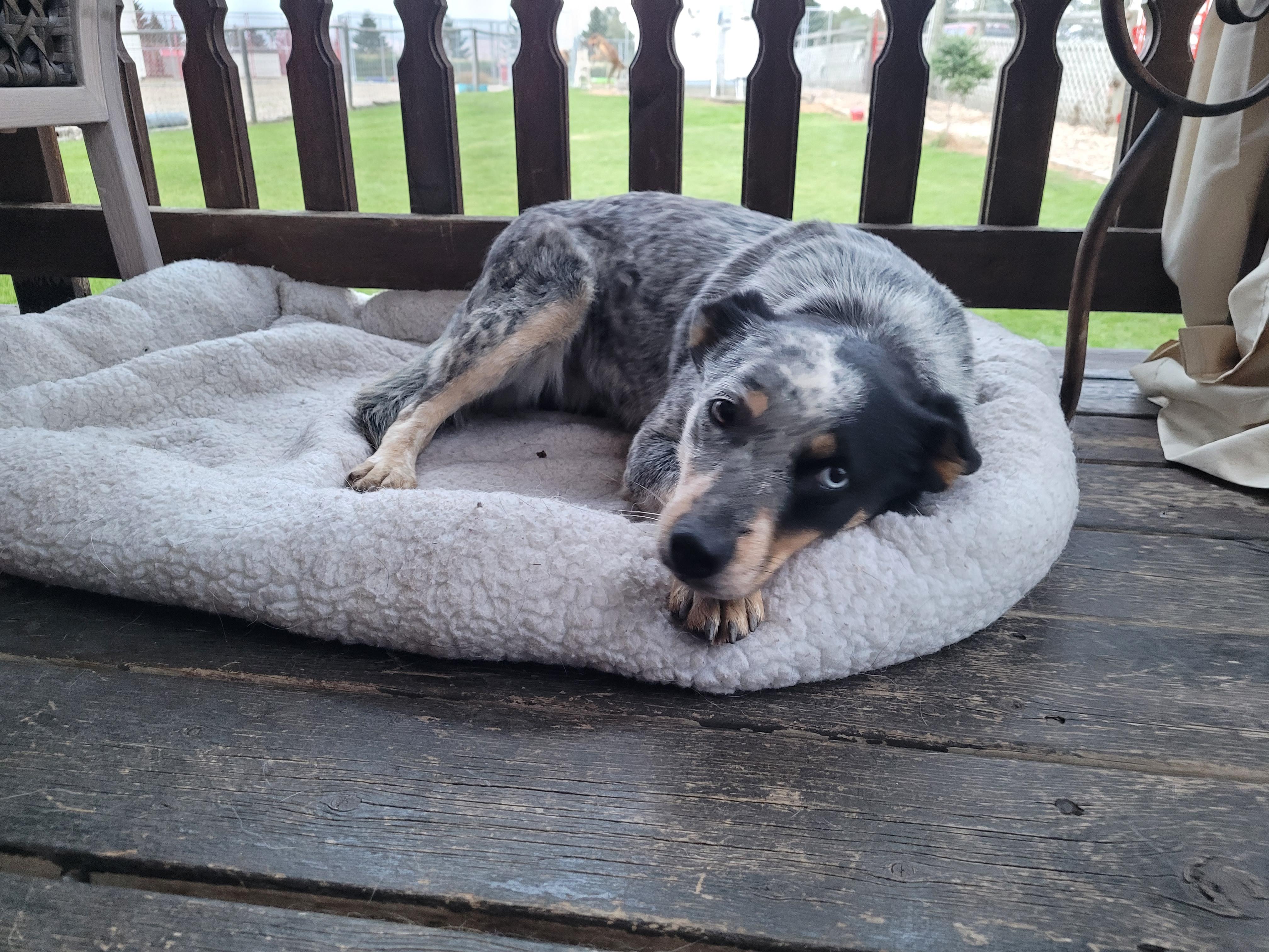 Sparks, an adoptable Australian Cattle Dog / Blue Heeler in Lacombe, AB, T4L 1X3 | Photo Image 5